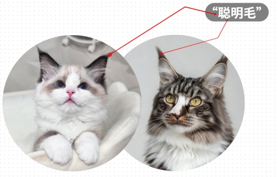 猫咪没有聪明毛真的不聪明吗？