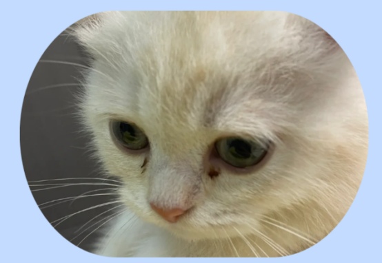 换粮必看!判断猫粮是否适合猫咪的5个关键指标 换粮必看!判断猫粮是否适合猫咪的5个关键指标