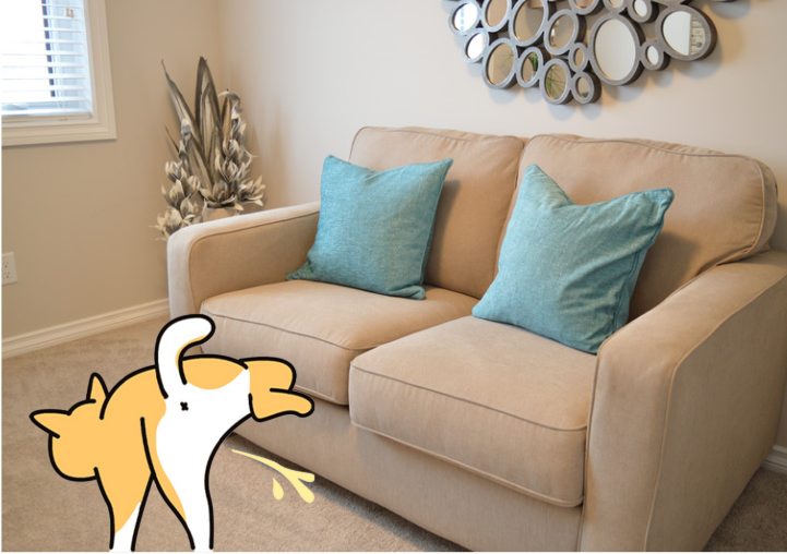 狗狗突然在家乱尿的原因及应对方法 狗狗突然在家乱尿的原因及应对方法