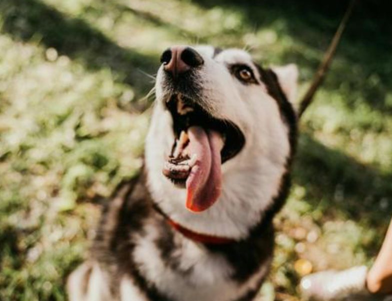 如何判断狗狗是否有狂犬病?症状与应对方法 如何判断狗狗是否有狂犬病?症状与应对方法