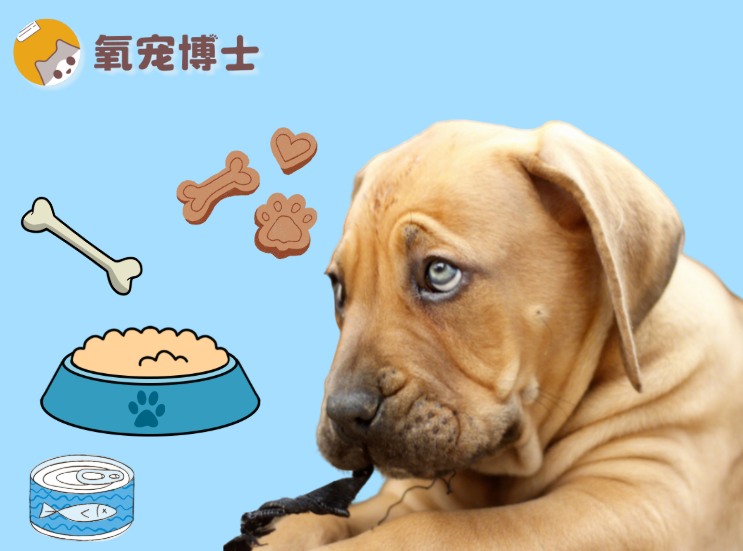 狗狗没有牙齿也能正常吃饭，选择合适狗粮很重要