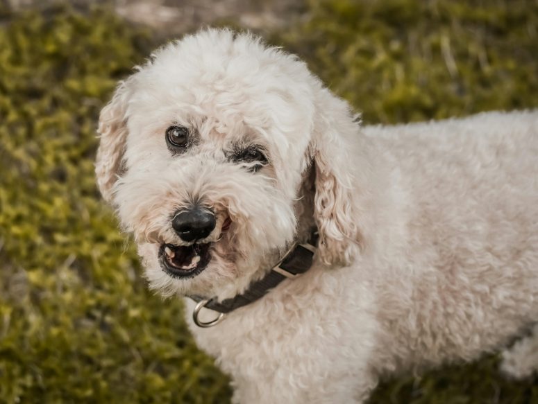 如何判断狗狗是否有狂犬病?症状与应对方法 如何判断狗狗是否有狂犬病?症状与应对方法