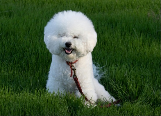 如何判断狗狗是否有狂犬病?症状与应对方法 如何判断狗狗是否有狂犬病?症状与应对方法