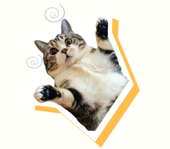 猫咪绝育后真的会emo吗？真相让人意外