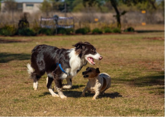 狗狗之间也会霸凌?如何识别和干预 狗狗之间也会霸凌?如何识别和干预