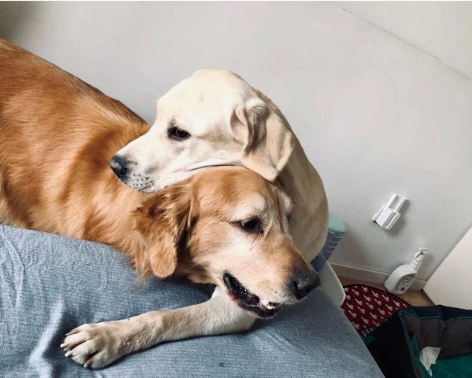 狗狗之间也会霸凌?如何识别和干预 狗狗之间也会霸凌?如何识别和干预