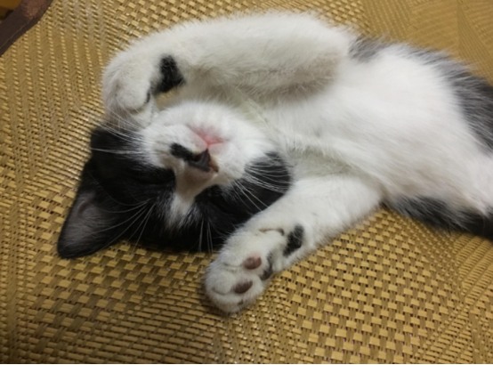 猫咪整天睡觉是正常吗？了解猫咪睡眠习性