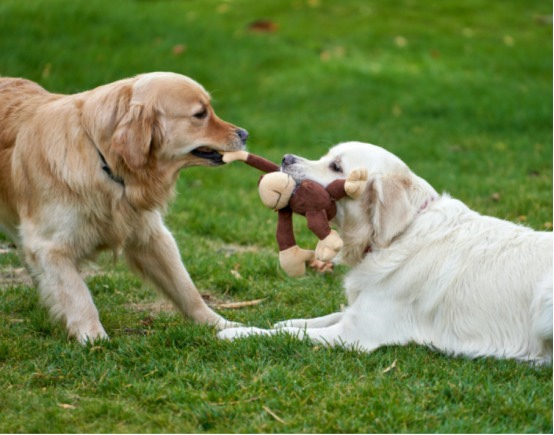 狗狗之间也会霸凌?如何识别和干预 狗狗之间也会霸凌?如何识别和干预