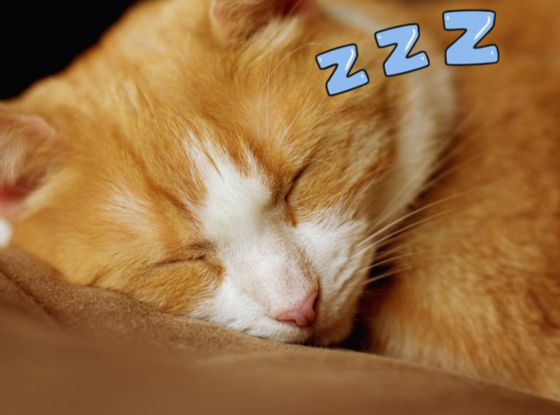 猫咪整天睡觉是正常吗？了解猫咪睡眠习性