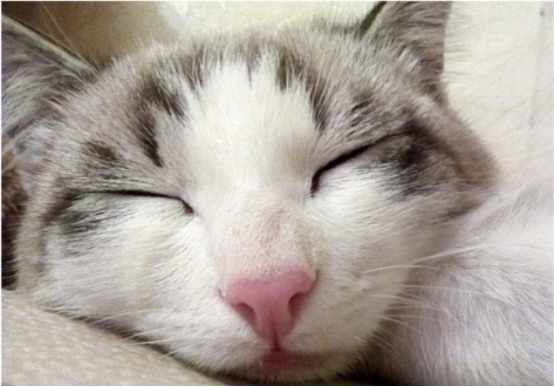 猫咪整天睡觉是正常吗？了解猫咪睡眠习性