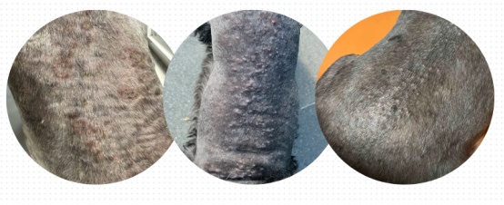 雪纳瑞有哪些不适合养的原因？