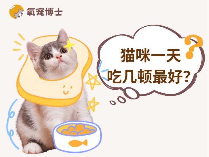 猫咪一天喂几顿更科学？不同阶段喂养指南