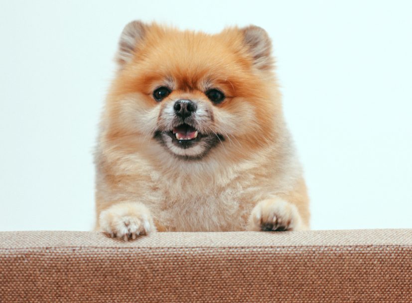 狗狗频繁打嗝可能是身体在求救，这些原因要警惕