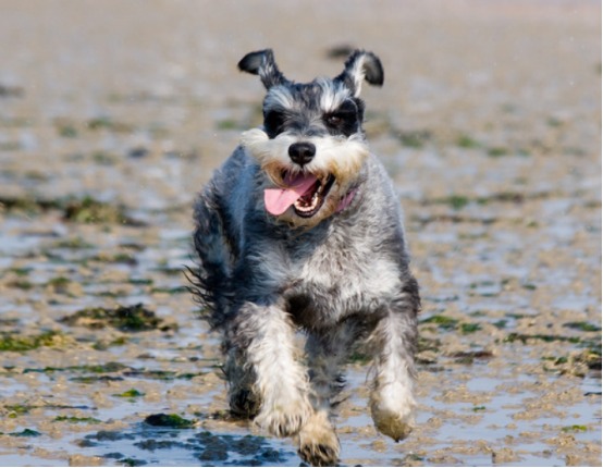 雪纳瑞有哪些不适合养的原因？