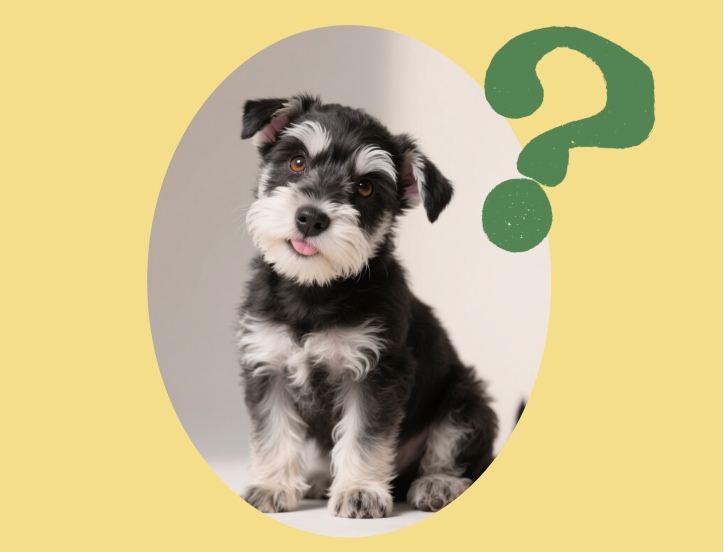 雪纳瑞有哪些不适合养的原因？