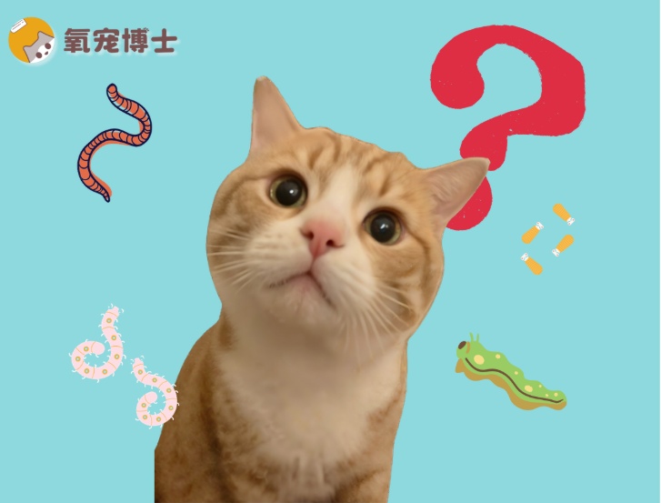 如何判断猫咪身上有没有虫? 如何判断猫咪身上有没有虫?