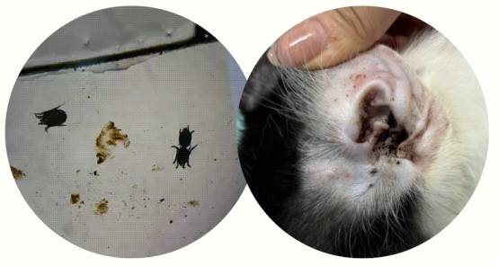 如何判断猫咪身上有没有虫? 如何判断猫咪身上有没有虫?