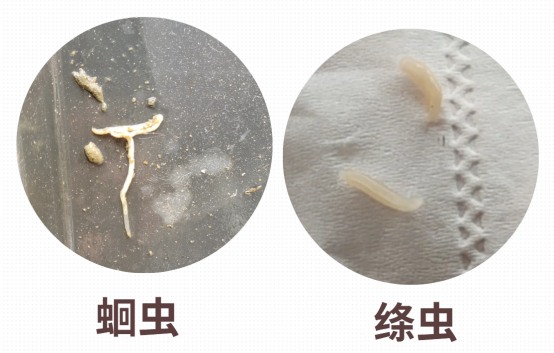 如何判断猫咪身上有没有虫? 如何判断猫咪身上有没有虫?