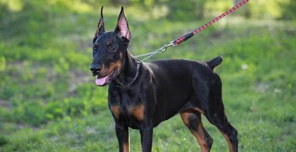 狗狗品种大全：性格与需求解析