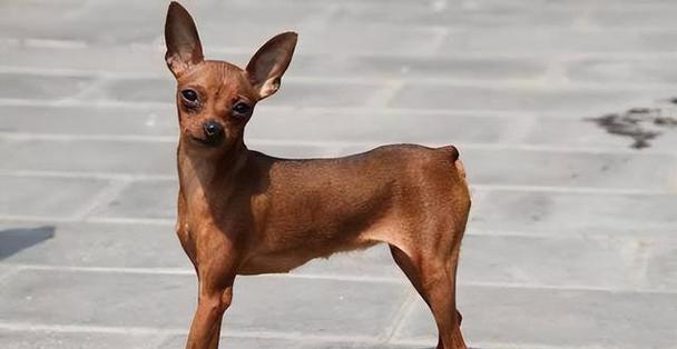 狗狗品种大全：性格与需求解析