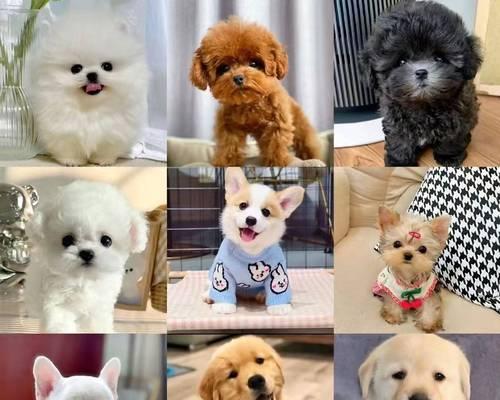 狗狗品种大全：性格与需求解析