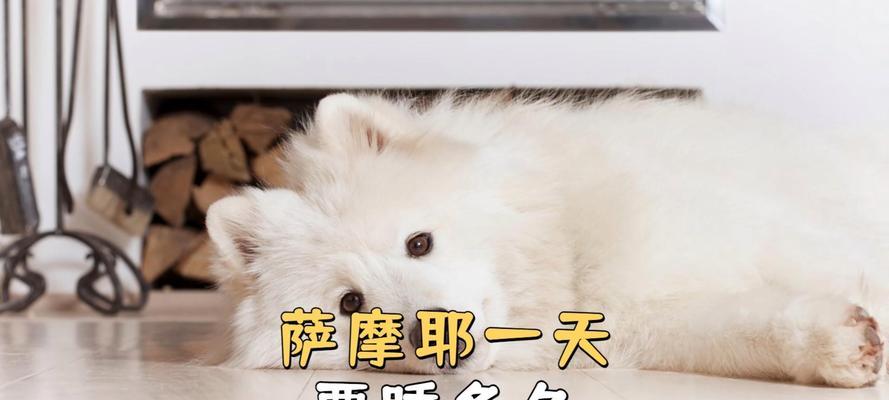 小狗睡眠需求与健康关系全解析