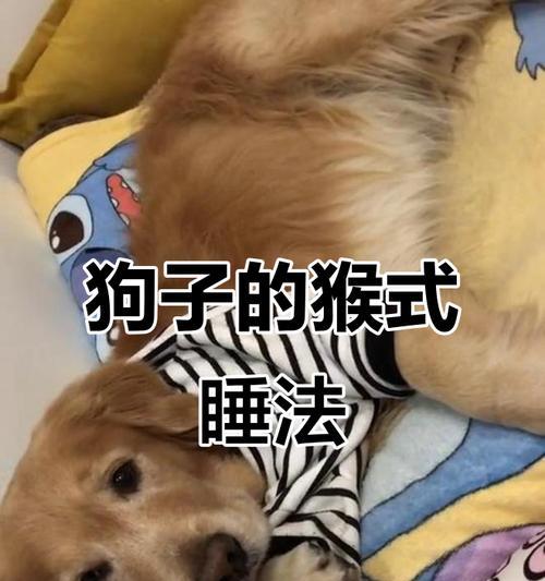 小狗睡眠需求与健康关系全解析
