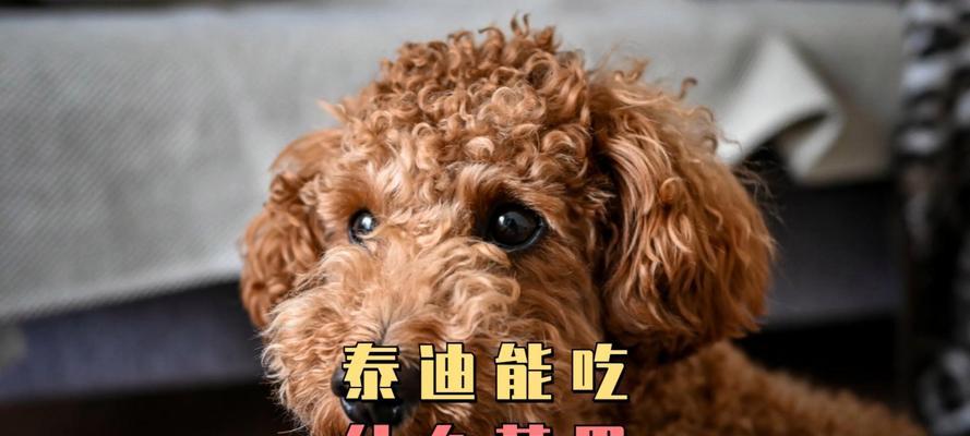 泰迪宝宝饮食禁忌清单及健康喂养指南