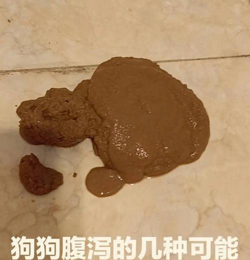 宠物狗狗肠炎症状与护理方法,如何有效治疗 宠物狗狗肠炎症状与护理方法,如何有效治疗