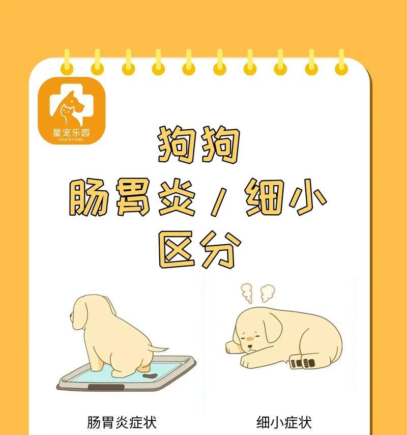 宠物狗狗肠炎症状与护理方法,如何有效治疗 宠物狗狗肠炎症状与护理方法,如何有效治疗