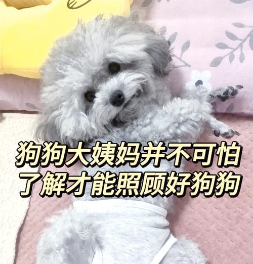 狗的生理周期与健康护理指南
