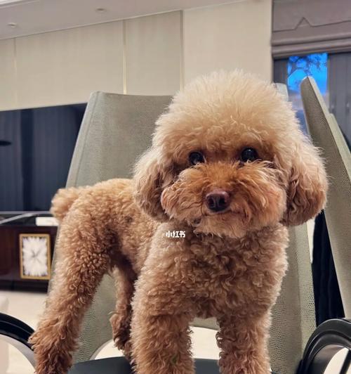 泰迪宠物狗品种大全:各类型特点与饲养指南 泰迪宠物狗品种大全:各类型特点与饲养指南