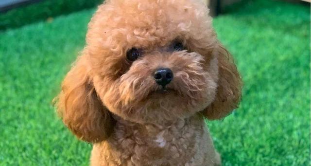 泰迪宠物狗品种大全:各类型特点与饲养指南 泰迪宠物狗品种大全:各类型特点与饲养指南