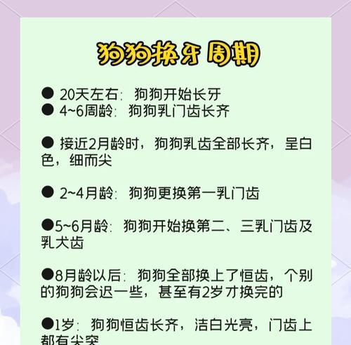 小狗掉牙怎么办？牙齿生长周期与护理指南