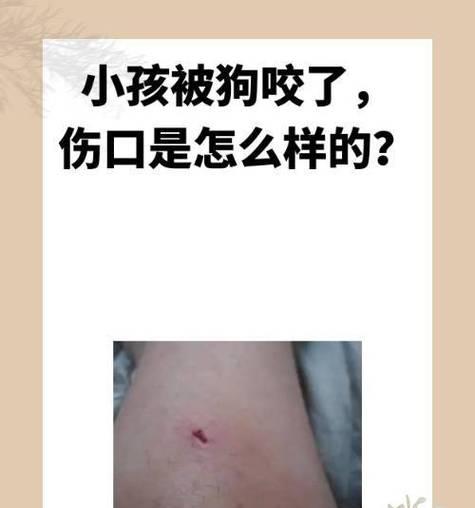 小狗掉牙怎么办？牙齿生长周期与护理指南