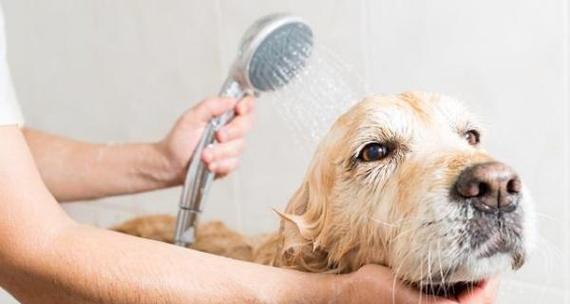 3个月大狗狗洗澡频率与健康影响指南 3个月大狗狗洗澡频率与健康影响指南