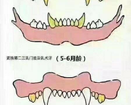 小狗掉牙怎么办？牙齿生长周期与护理指南