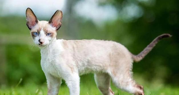 小宠物品种大揭秘：从仓鼠到猫咪的多样陪伴