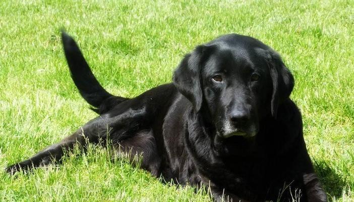 宠物狗品种大全:从性格到用途的全面解析 宠物狗品种大全:从性格到用途的全面解析