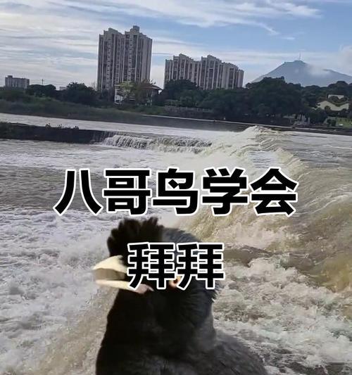 小八哥学说话的关键技巧与训练方法