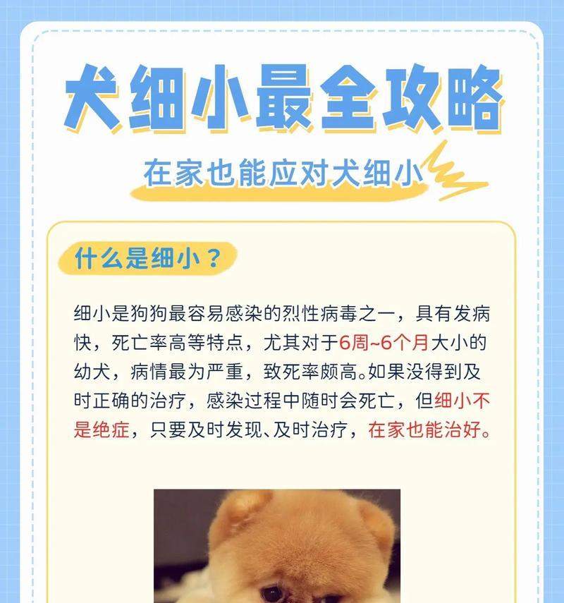 细小病毒对新狗的影响与再养注意事项 细小病毒对新狗的影响与再养注意事项
