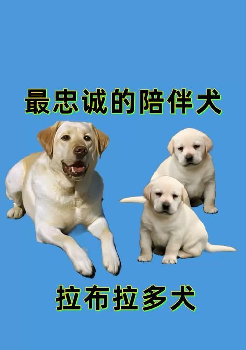 拉布拉多犬价格及最受喜爱的身体部位 拉布拉多犬价格及最受喜爱的身体部位