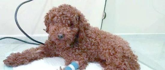 狗贫血症状及治疗全解析,如何改善狗狗健康 狗贫血症状及治疗全解析,如何改善狗狗健康