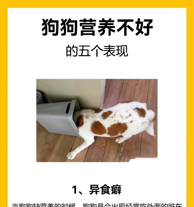 狗贫血症状及治疗全解析,如何改善狗狗健康 狗贫血症状及治疗全解析,如何改善狗狗健康