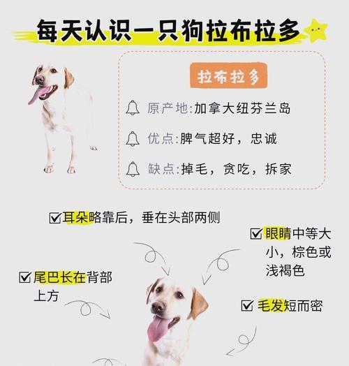 拉布拉多犬价格及最受喜爱的身体部位 拉布拉多犬价格及最受喜爱的身体部位