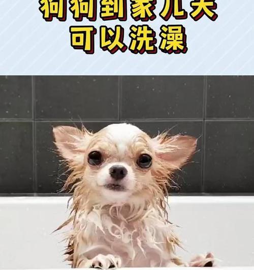 狗狗打完疫苗后洗澡注意事项