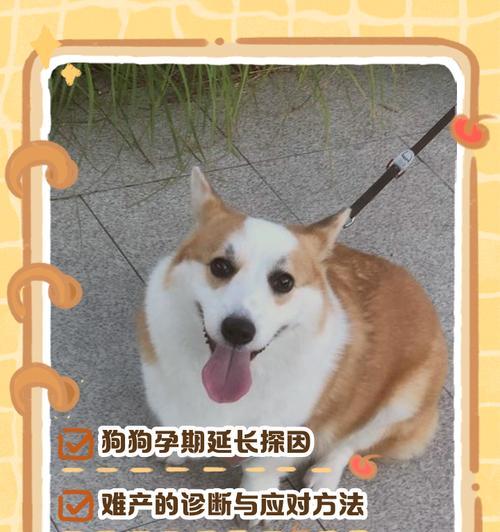 狗狗怀孕后恢复需要注意哪些关键点 狗狗怀孕后恢复需要注意哪些关键点