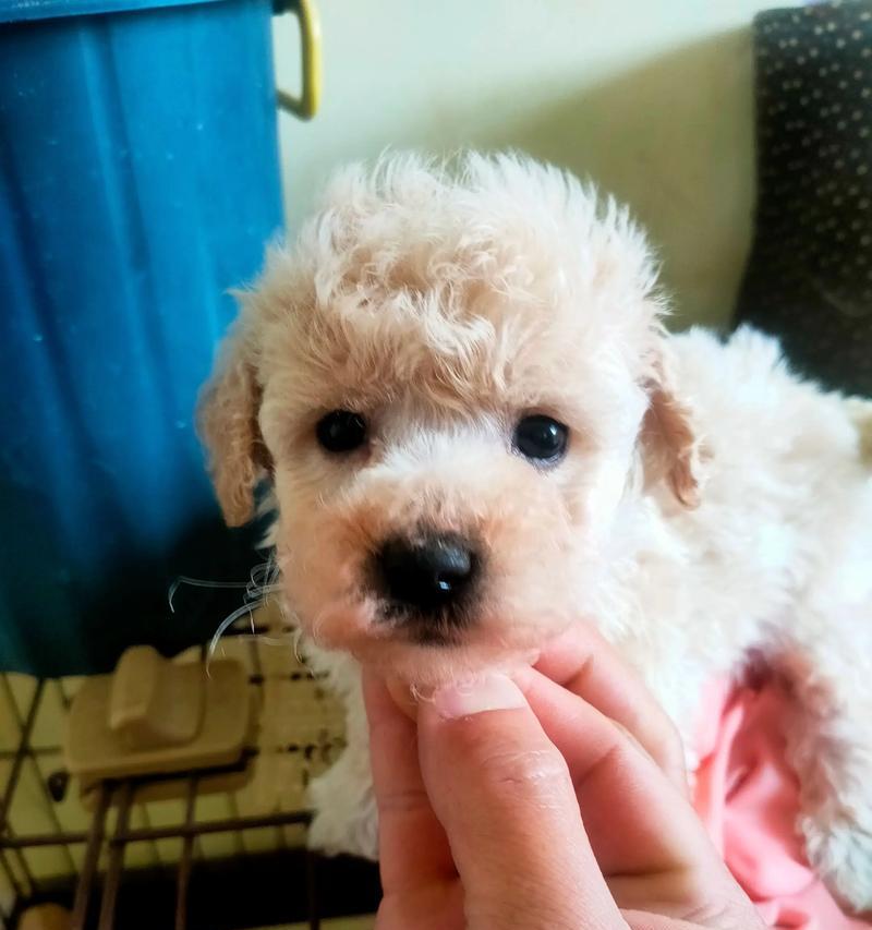 幼犬泰迪打疫苗后洗澡注意事项