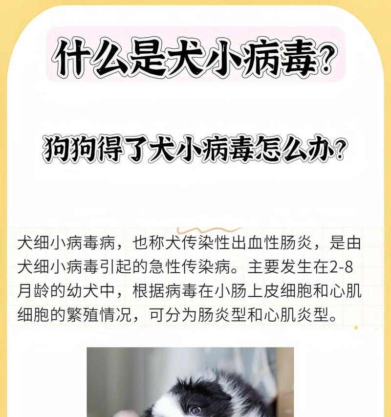 细小病毒潜伏期与预防全解析