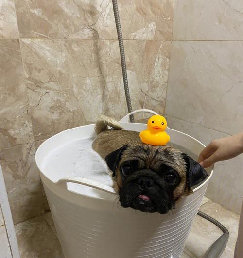 以巴哥犬洗澡频率与注意事项指南